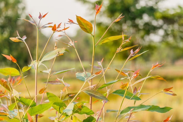 A photo of eucalyptus seedlings outdoors