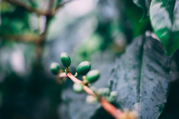 A close-up of a small branch with bright green berries on it