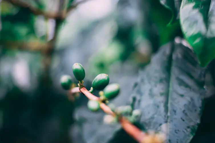 A close-up of a small branch with bright green berries on it