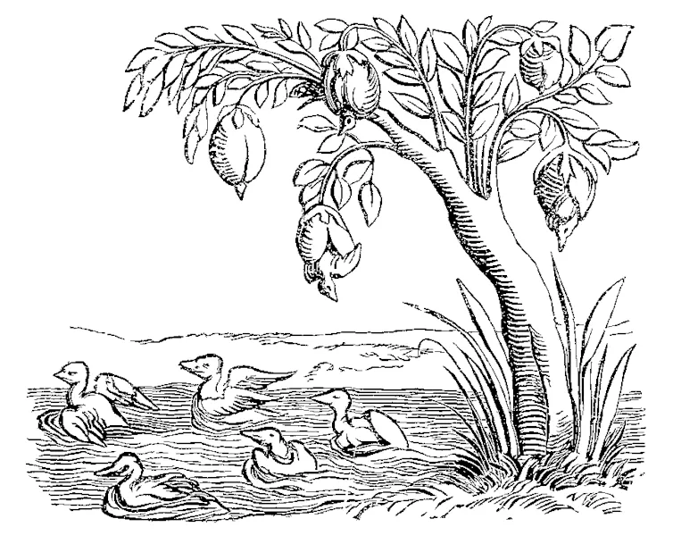 Barnacle Geese Fac simile of an Engraving on Wood from the Cosmographie Universelle of Munster folio Basle