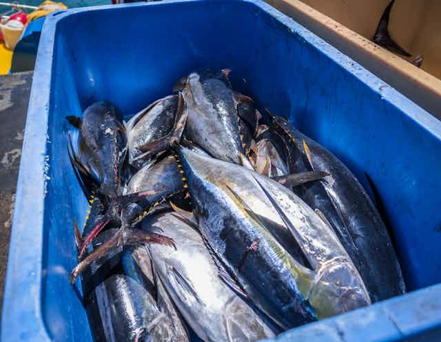 Farming tuna on land heralded as a win for sustainability – but