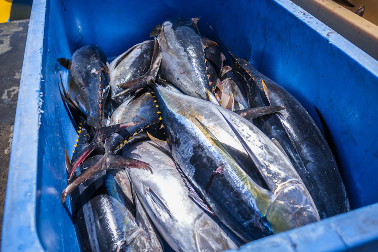 Dead tuna in a blue transit box.