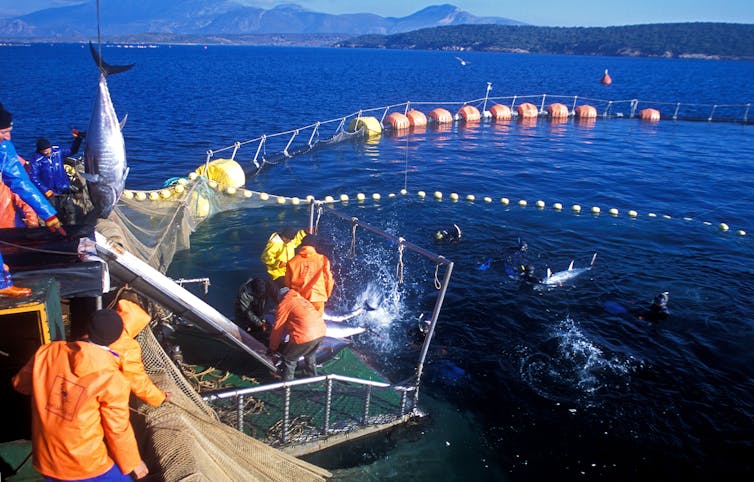 Mergulhadores pescando atum-rabilho do Atlântico em uma fazenda.