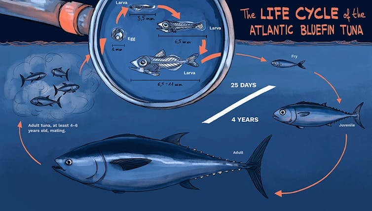 A diagram showing each life stage of the Atlantic bluefin tuna.