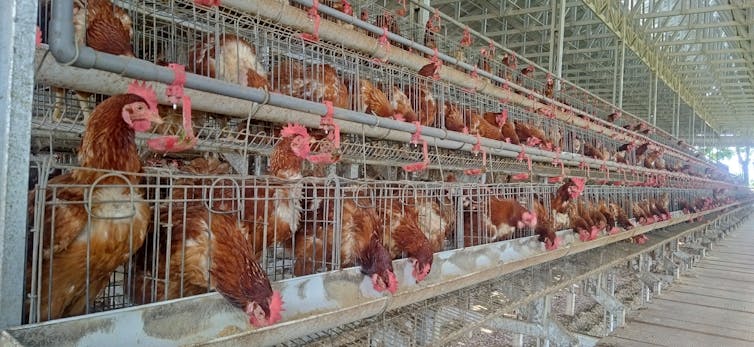 Laying hens eating corn from a trough in battery cages.