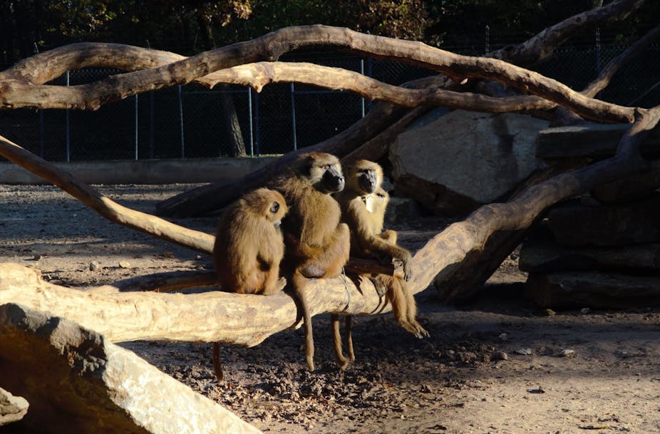 Groupe de babouins sur une branche.