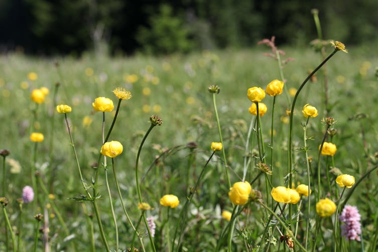 Globeflower florescendo em um prado.