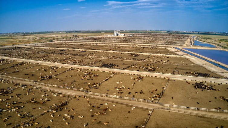 A cattle lot seen from above.