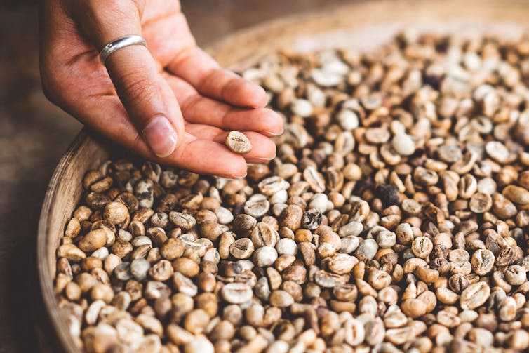 A tub of partially roasted coffee beans in a pale tan colour