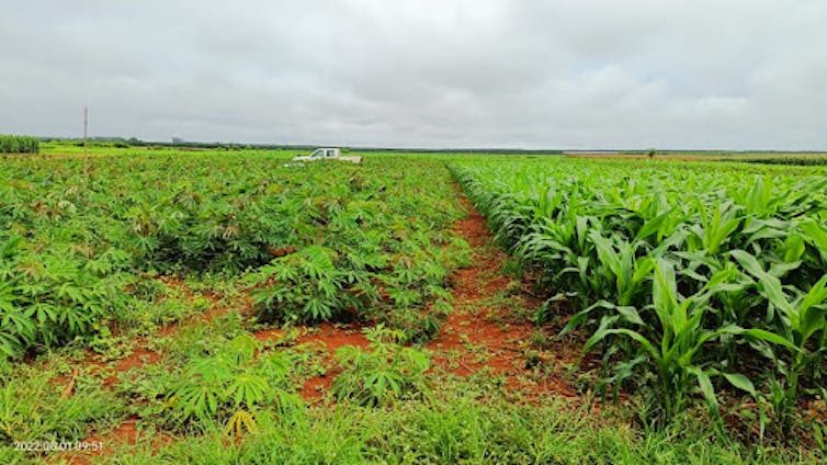 Crop rotation in Cambodia: cassava on the left, corn on the right. Crops alternate on each plot from year to year.