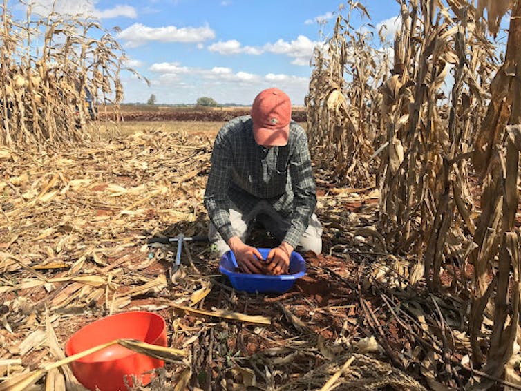 Un homme prélève un échantillon de sol au Zimbabwe dans une parcelle agricole avec des résidus de maïs (paillis) appliqués à la surface après la récolte