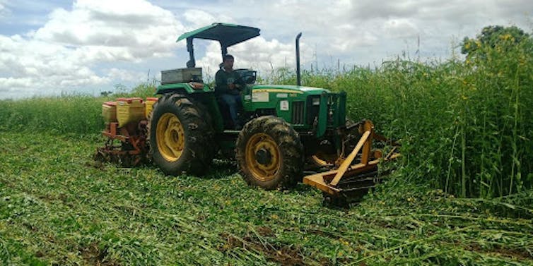 Semis direct du maïs sous couvert végétal au Cambodge. Le couvert intermédiaire est détruit mécaniquement, et le maïs est semé directement sans labour ni travail du sol, le sol étant ainsi en permanence couvert et protégé contre l’érosion