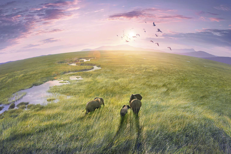 Elephants in tall grass.