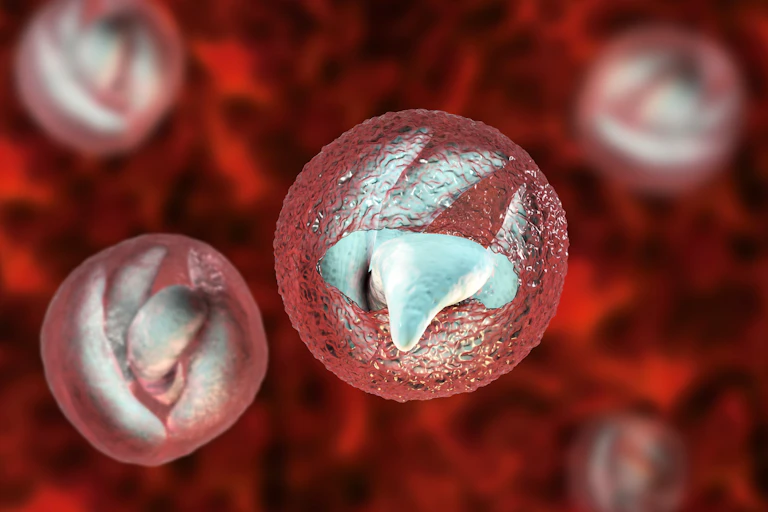 A digital drawing of the Cryptosporidium parasite.