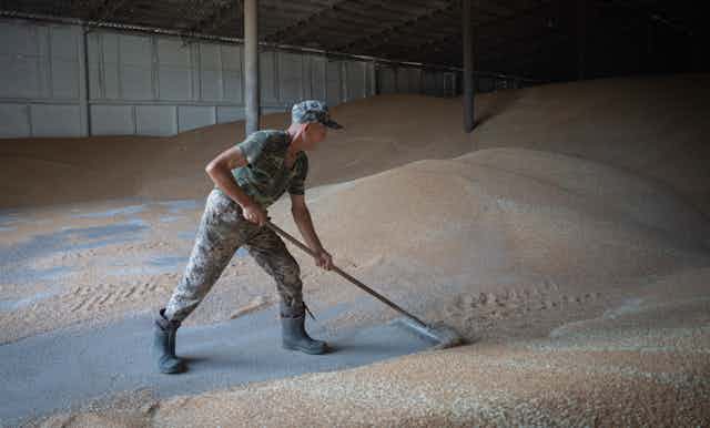 A man wearing a cap rakes grain in a barn.