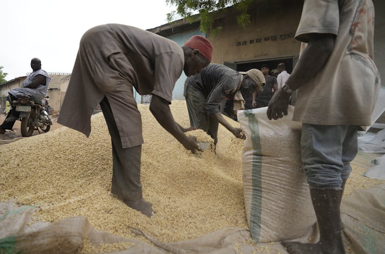 A man leans over to bag grain from a large pile.