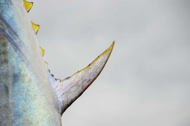 Close up of large Atlantic bluefin tun