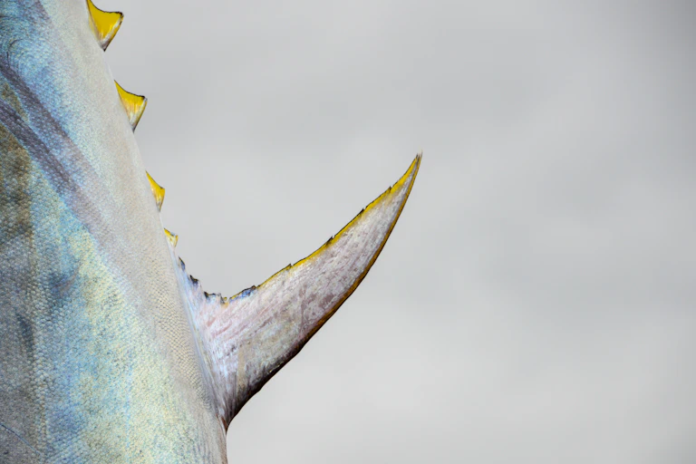 Close up of large Atlantic bluefin tun