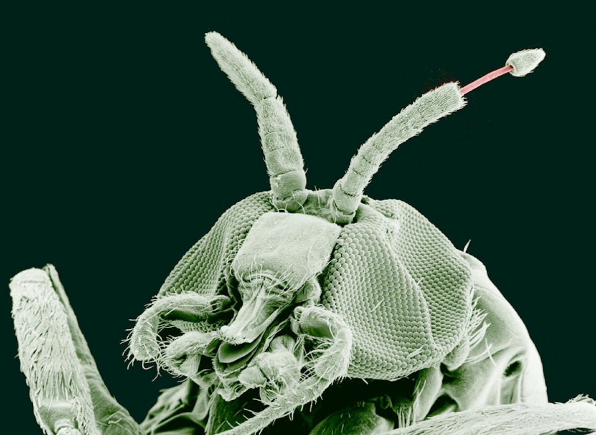Мошка под микроскопом фото. Астраханская мошка под микроскопом. Мошка гнус под микроскопом. Мошка в микроскопе. Мошка под микроскопом челюсти.