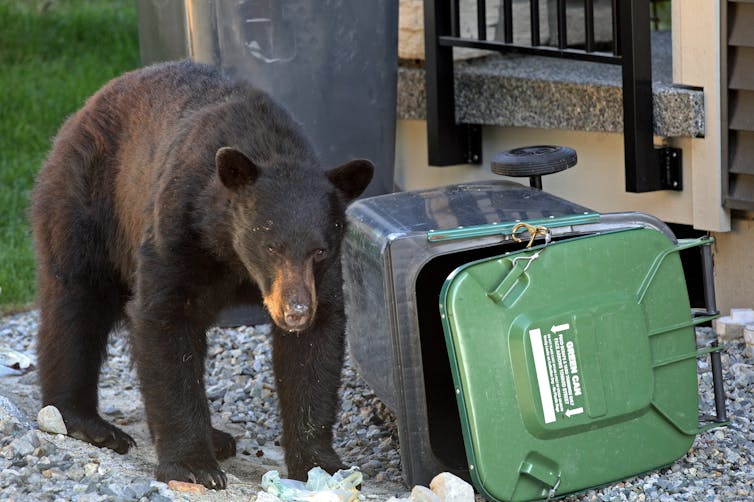 a black bear on all fours near an upturned green rubbish bin