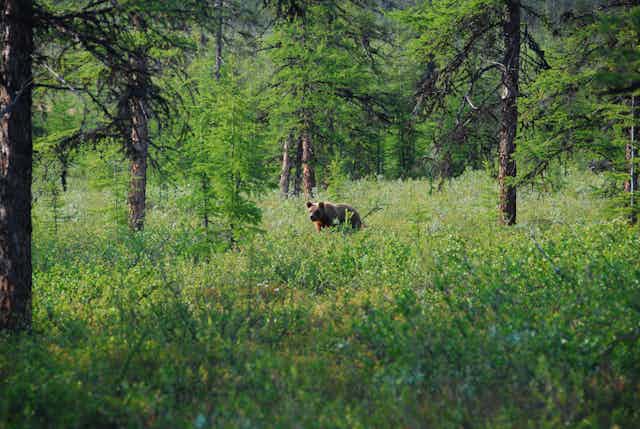 A bear moves through a heav8ily vegetated clearing studded with conifers