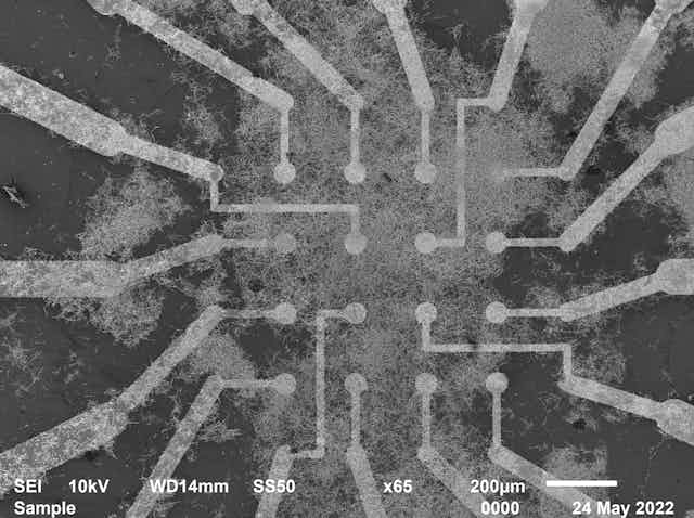 A microscope photo showing a grid of electrodes surrounded by clusters of tiny wires.