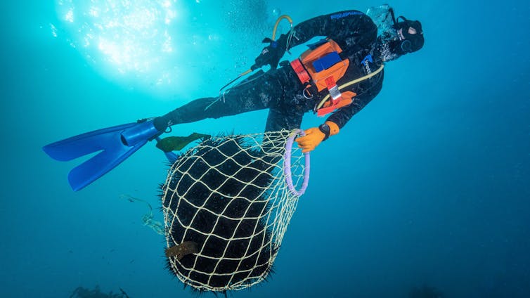 A commercial diver bags a haul of sea urchins destined for international markets