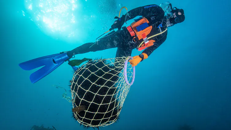 A commercial diver bags a haul of sea urchins destined for international markets