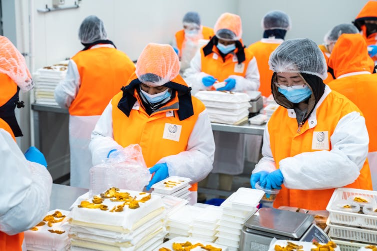Photo showing workers processing sea urchins at the True South Seafood factory, south of Hobart