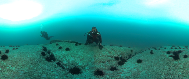 Diver (John Keane) on sea urchin barren, with many urchins and no kelp