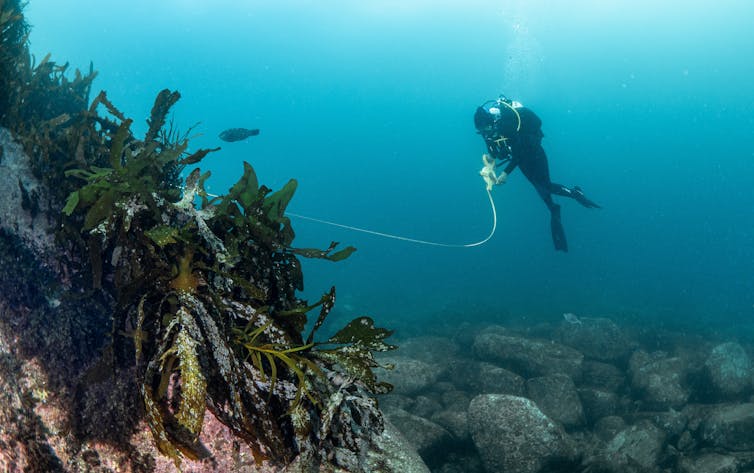diver in a kelp forest looking for sea urchins