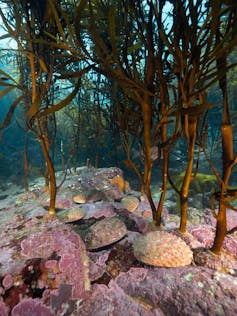 Photo showing a healthy kelp ecosystem