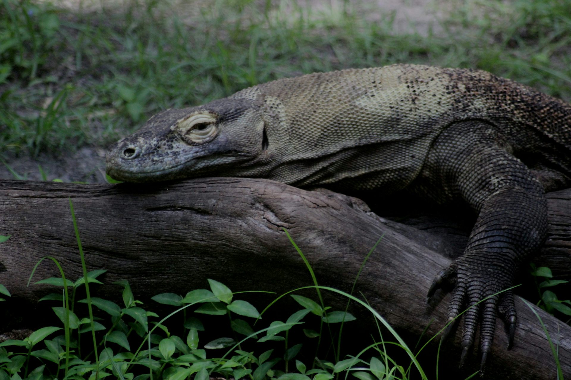 Dari kodok hingga komodo: bagaimana El Nino berdampak buruk bagi satwa liar Indonesia