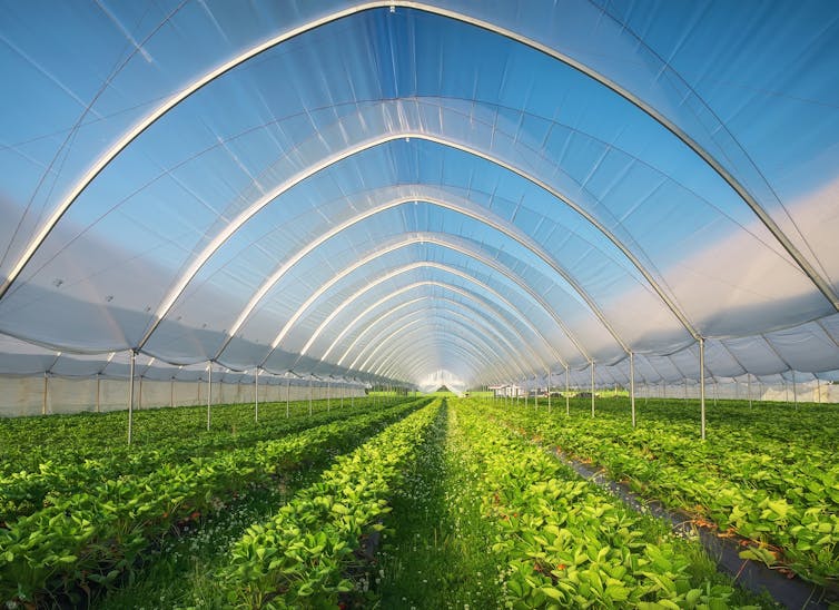 a greenhouse with lettuces growing