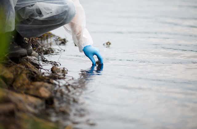 Person wearing blue gloves takes water sample from a river