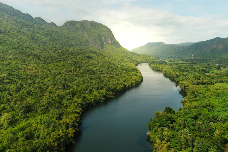 Forest with river