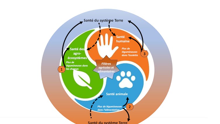 Représentation schématique de l’approche one heath avec indication des effets en cascade des légumineuses : dans les assiettes (1), dans les champs (2), dans les auges (3) et effet feedback (en pointillé) sur la santé du système Terre.