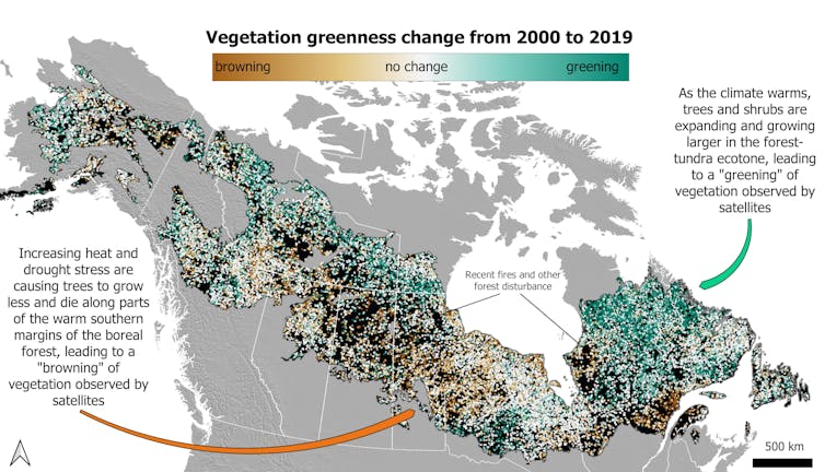 Satellite map showing gains and losses in North American boreal forest tree cover