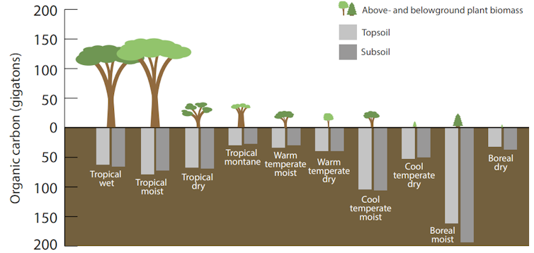 Graphic showing carbon storage by forest type.