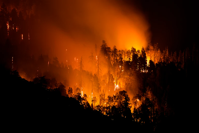 A wildfire in the forest.
