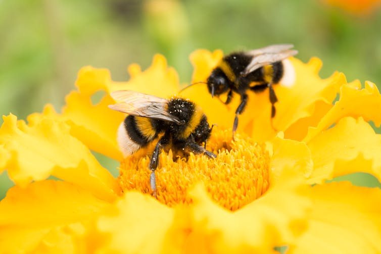 Bumblebees on a yellow flower collect pollen.