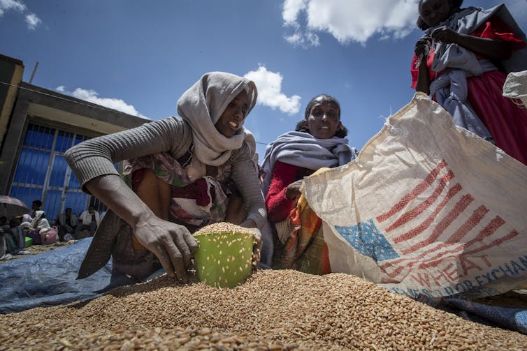 An Ethiopian woman scoops up portions of wheat to be allocated to waiting families.