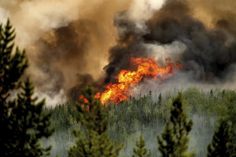 Flames and smoke rise above a stretch of conifers.
