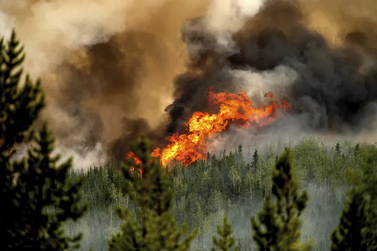 Flames and smoke rise above a stretch of conifers.