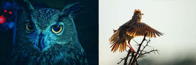 Juxtaposed images of a blue owl at night on the left and a lark perched on a tree branch in the morning on the right