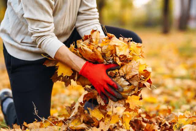 Wearing red gloves, a man picks up a handful of gold, orange and brown autumn leaves.