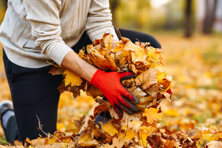 Wearing red gloves, a man picks up a handful of gold, orange and brown autumn leaves.