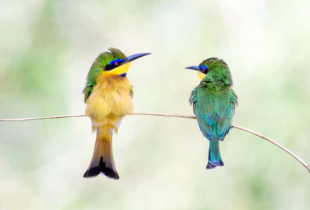Two colourful birds on a twig looking at each other.