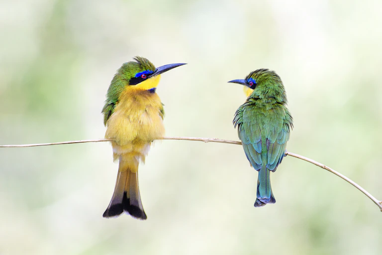 Two colourful birds on a twig looking at each other.
