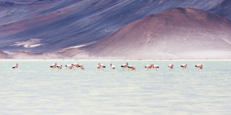 Pink flamingos feeding in a lake.
